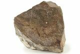 Polished Dinosaur Bone (Gembone) Section #227382-1